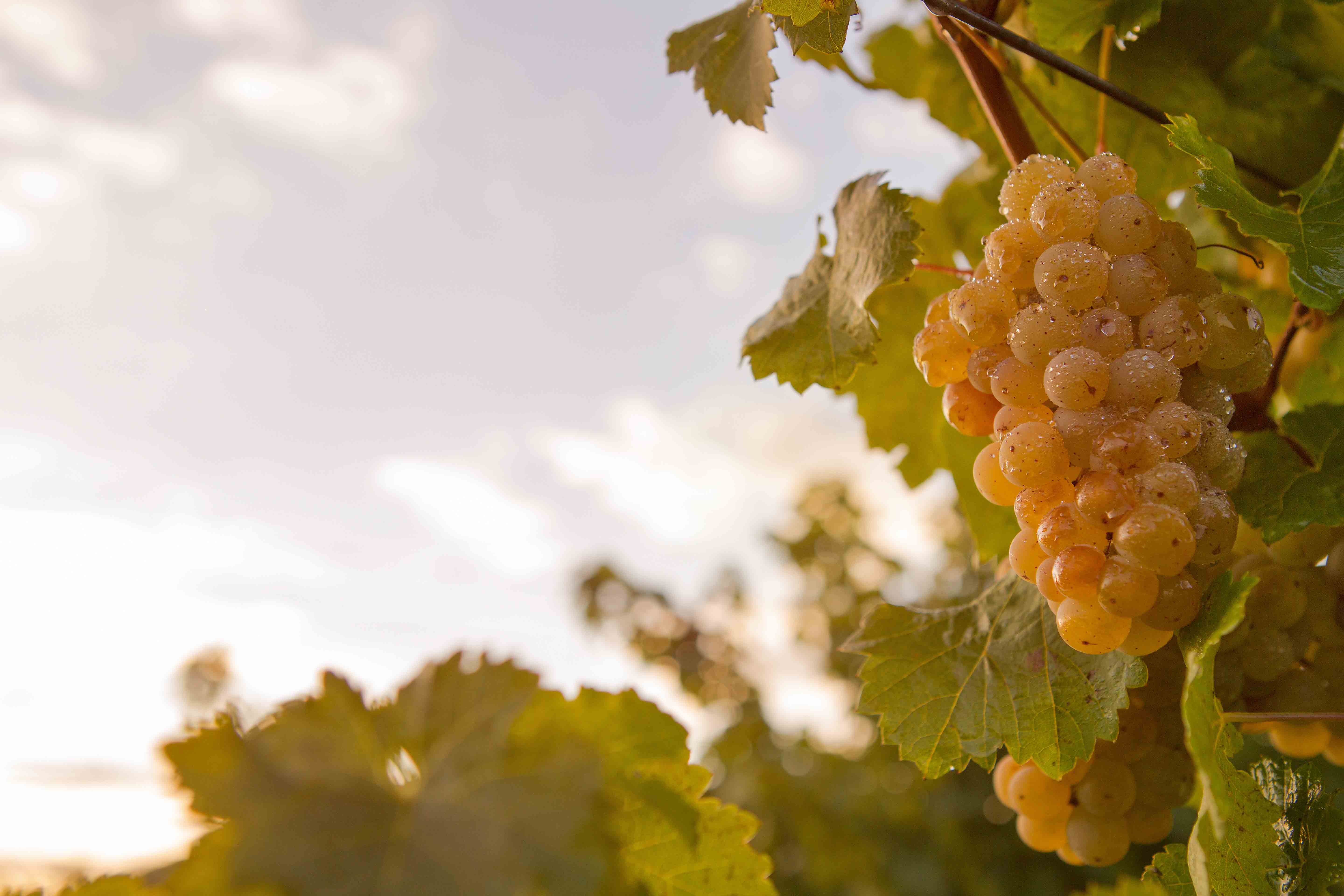 Gruppo Caviro – L’economia circolare della più grande cantina d’Italia